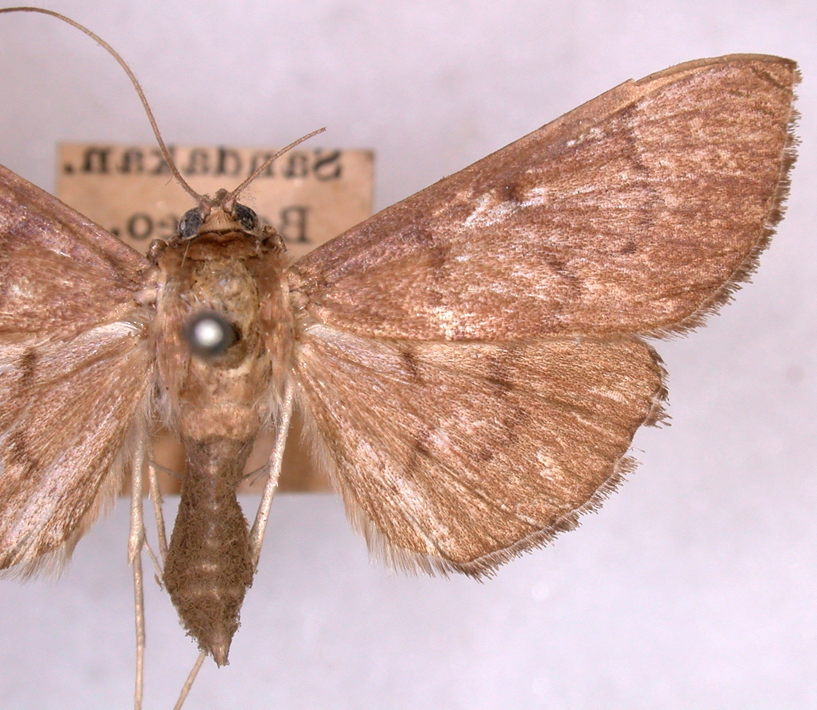 Phostria crithonalis Walker